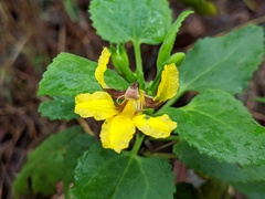 Goodenia grandiflora
