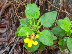 Goodenia grandiflora