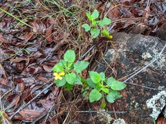 Goodenia grandiflora