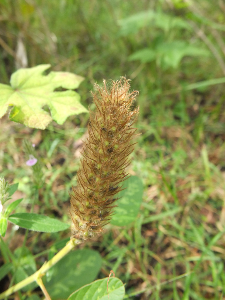 Uraria lagopus