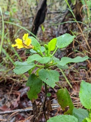 Goodenia grandiflora