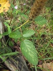 Uraria lagopus lagopus