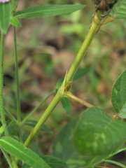 Uraria lagopus lagopus