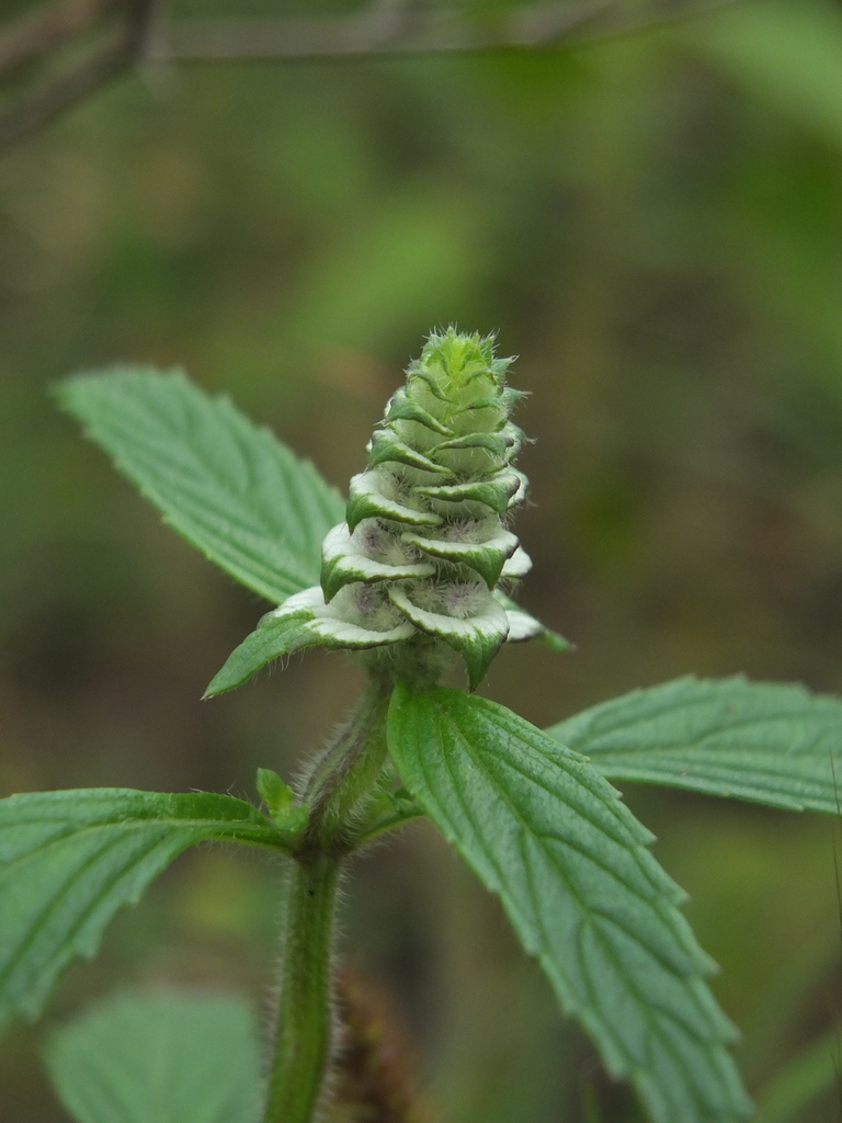 Platostoma hispidum
