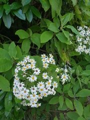 Brachyglottis hectorii