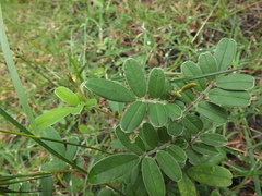 Tephrosia tinctoria