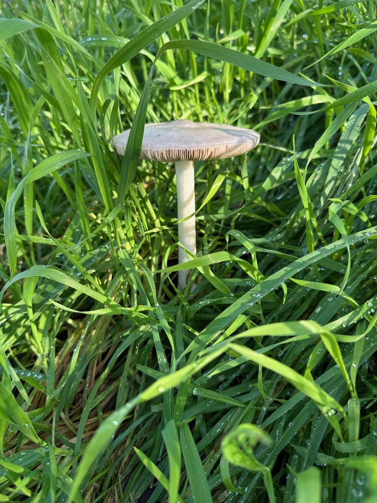 Volvopluteus gloiocephalus · January 2026 · photo: © andy71 (iNaturalist, cc0)