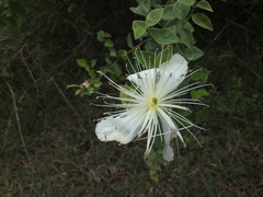 Capparis grandiflora