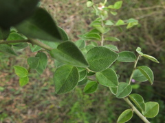 Capparis grandiflora