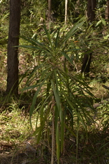 Cordyline stricta
