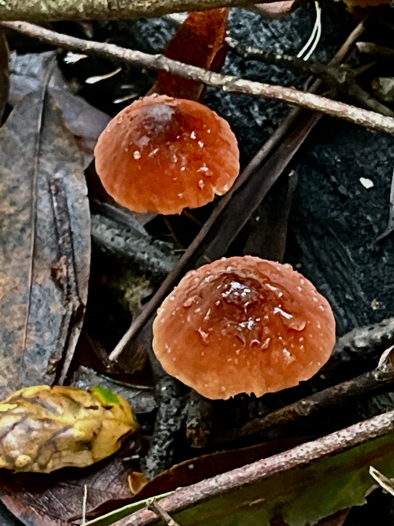 Marasmius plicatulus · January 2026 · photo: © joqatana (iNaturalist, cc-by)