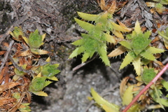 Saxifraga aspera