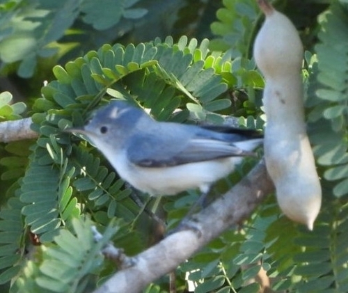 Blue-grey Gnatcatcher (Polioptila caerulea), photo 2