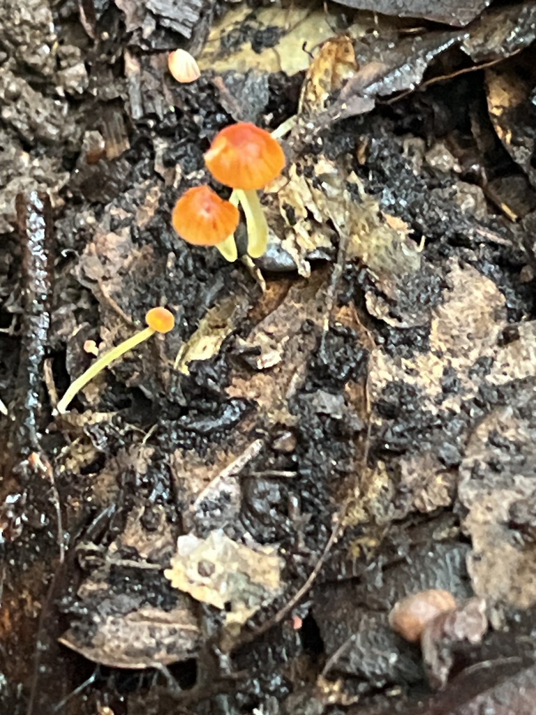 Pruinomycena acicula · January 2026 · photo: © joqatana (iNaturalist, cc-by)