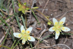 Saxifraga aspera