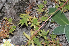 Saxifraga aspera