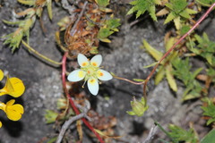 Saxifraga aspera