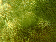 Cyphastrea chalcidicum