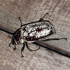 Dermolepida albohirtum