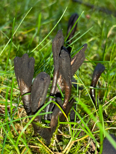 Glutinoglossum glutinosum observed 2026-01-02