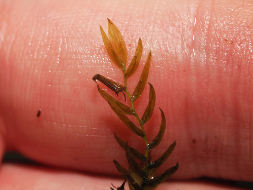 Water Pocket Moss (Fissidens fontanus)