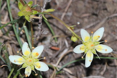 Saxifraga aspera