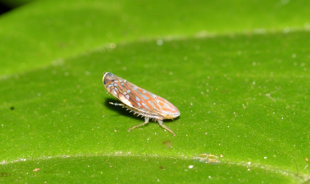 Diemoides sagittatus