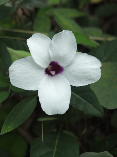 Barleria montana · iNaturalist