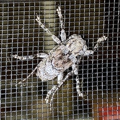 Menyllus maculicornis