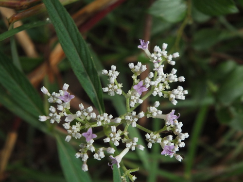 Knoxia