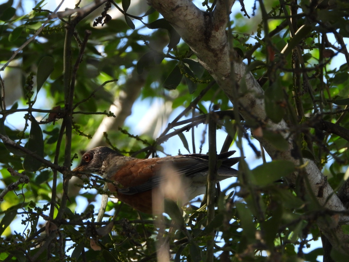 Rufous-backed Thrush (Turdus rufopalliatus), photo 3
