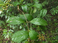Viburnum punctatum