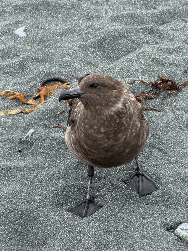 iNaturalist: (c) Darcy, some rights reserved (CC BY-NC), uploaded by Darcy iNaturalist image