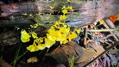 Cotylidia aurantiaca