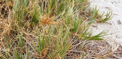 Spinifex hirsutus