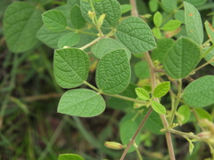 Rhynchosia rufescens