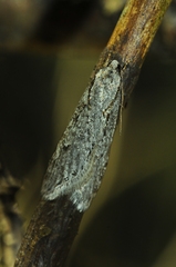 Semioscopis avellanella