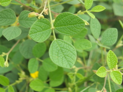 Rhynchosia rufescens