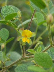 Rhynchosia rufescens