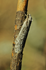 Semioscopis avellanella