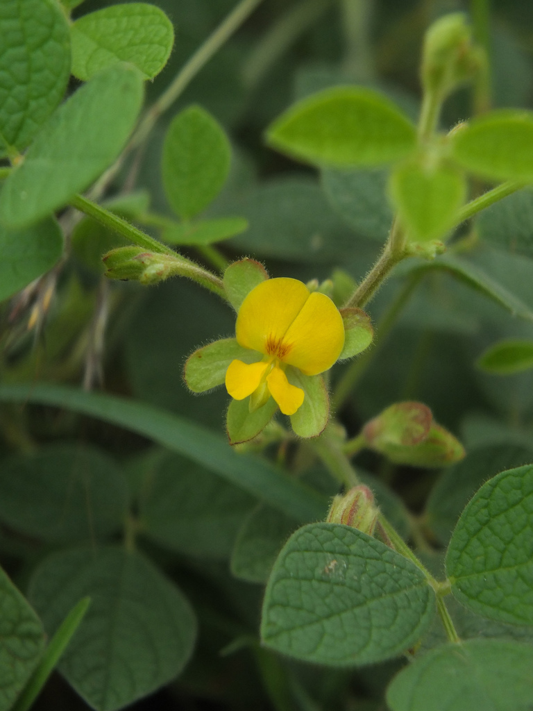Rhynchosia rufescens (Rhynchosia rufescens)