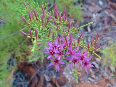 Calytrix exstipulata