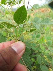 Rhynchosia rufescens