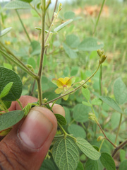 Rhynchosia rufescens