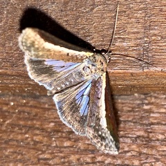 Lophoptera vittigera