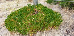 Scaevola crassifolia
