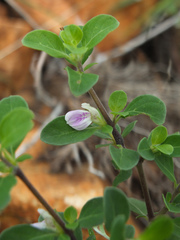 Justicia tranquebariensis