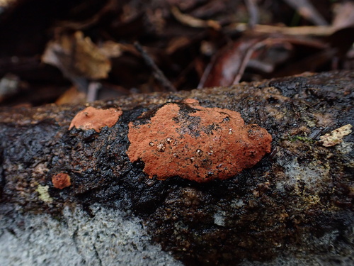 Hypoxylon observed 2026-01-05