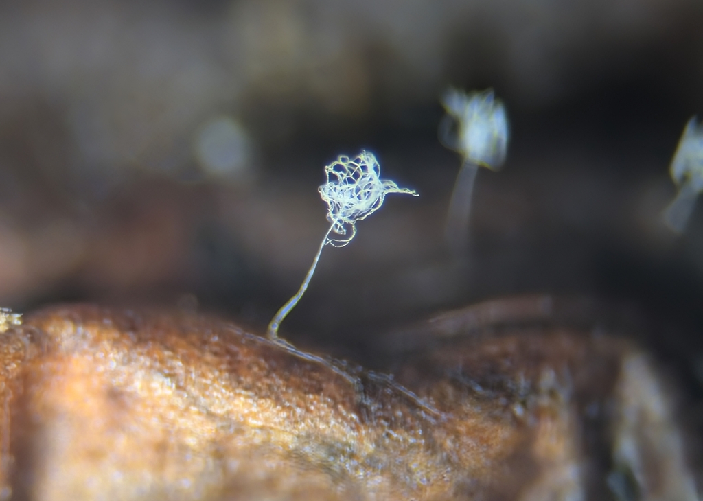 Mariannaea lignicola