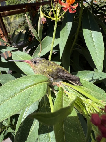 Gilded Sapphire (Hylocharis chrysura), photo 4